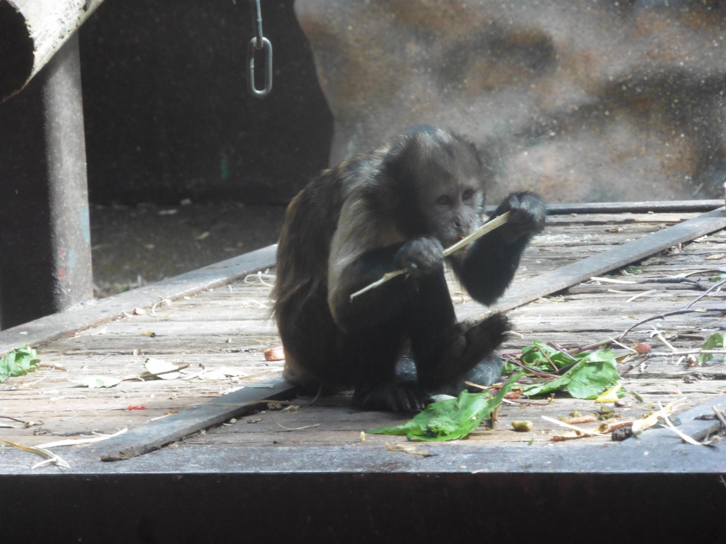 Buffy-headed Capuchin