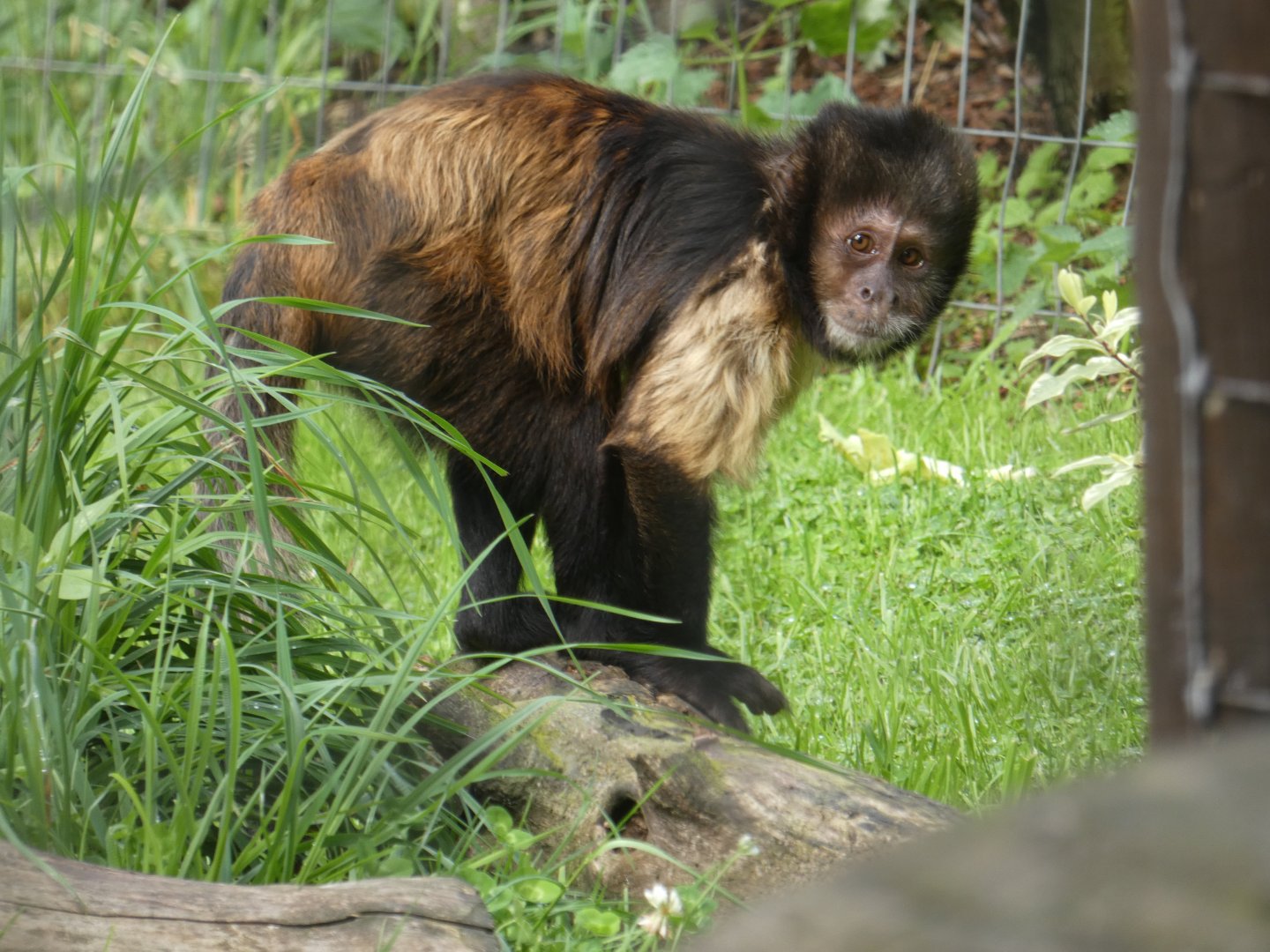 Buffy-headed Capuchin
