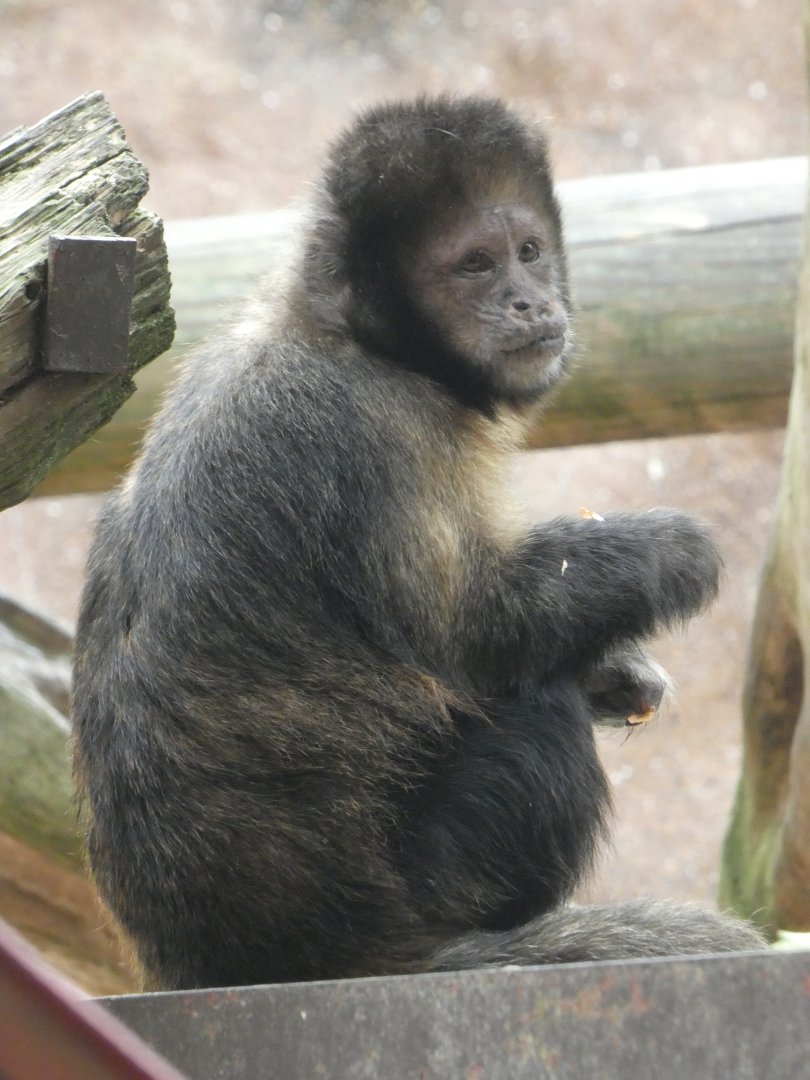 Buffy-headed capuchin