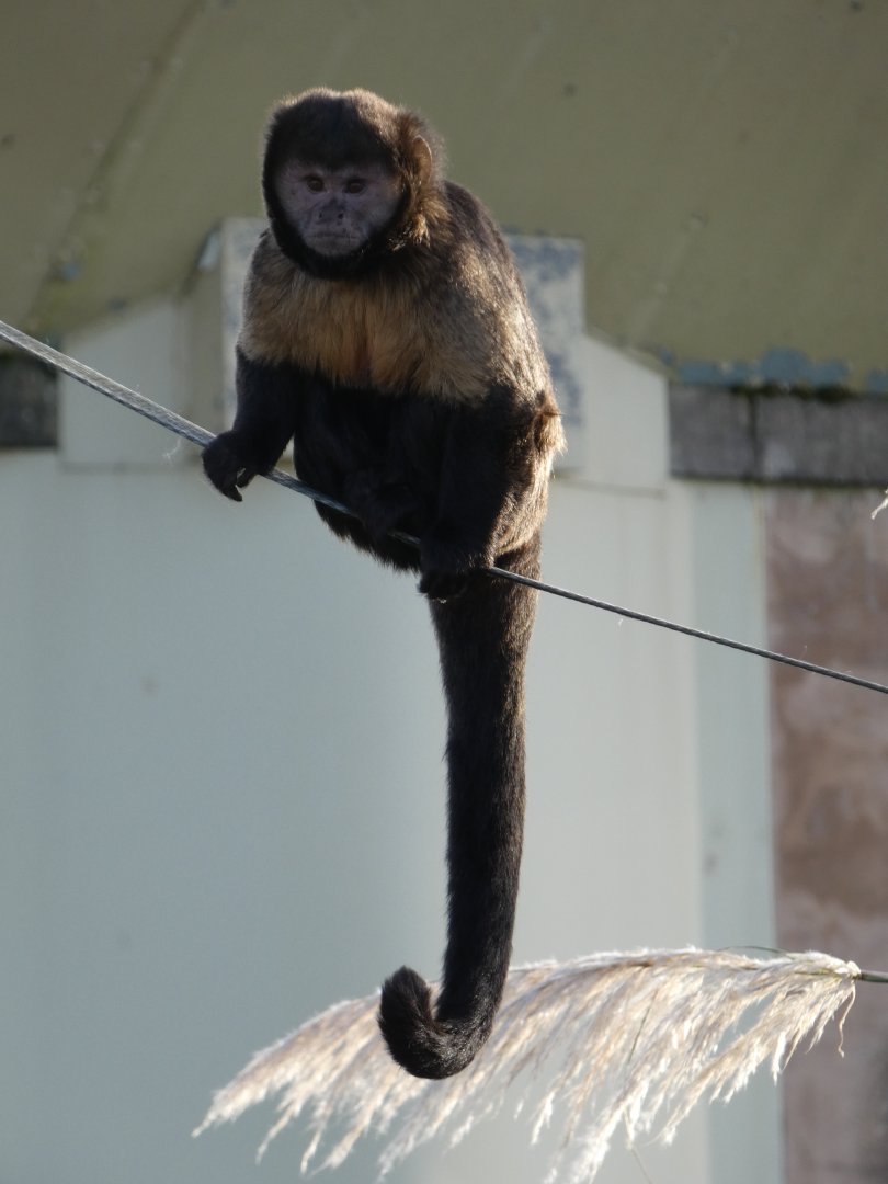 Buffy-headed capuchin