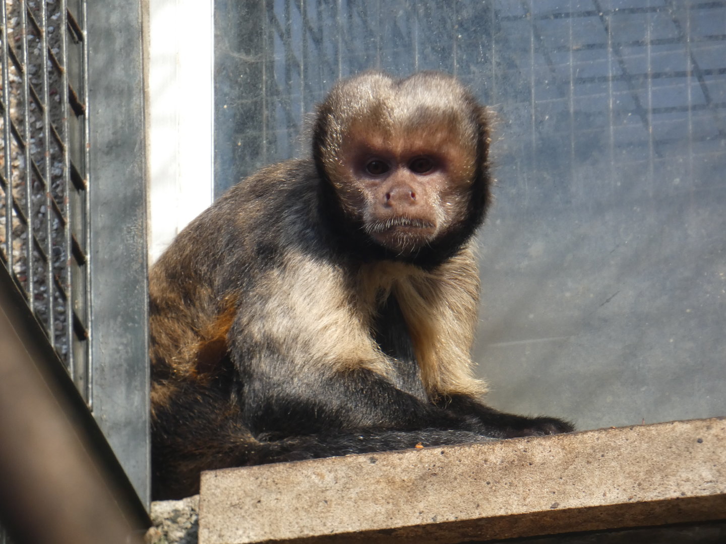 Buffy-headed capuchin
