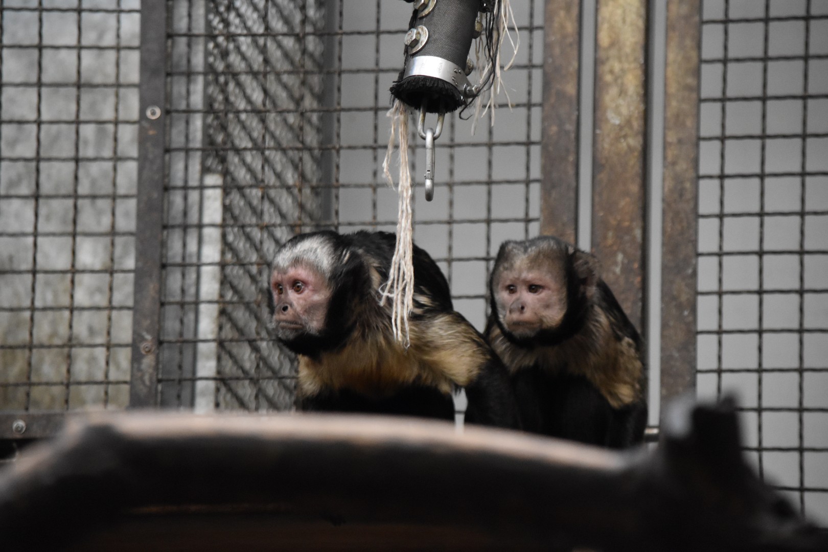 Buffy-headed capuchins