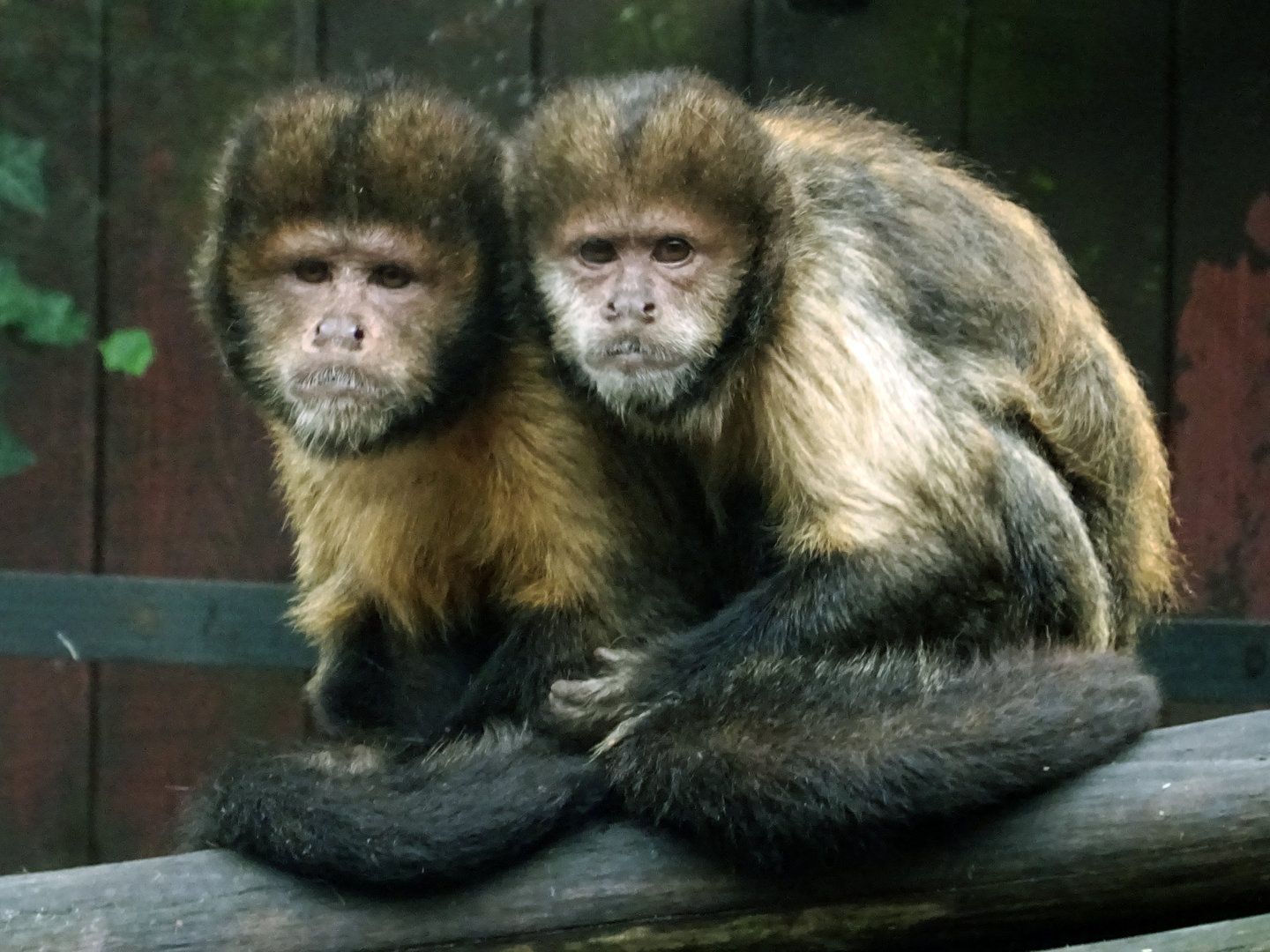 Buffy-Headed Tufted Capuchin