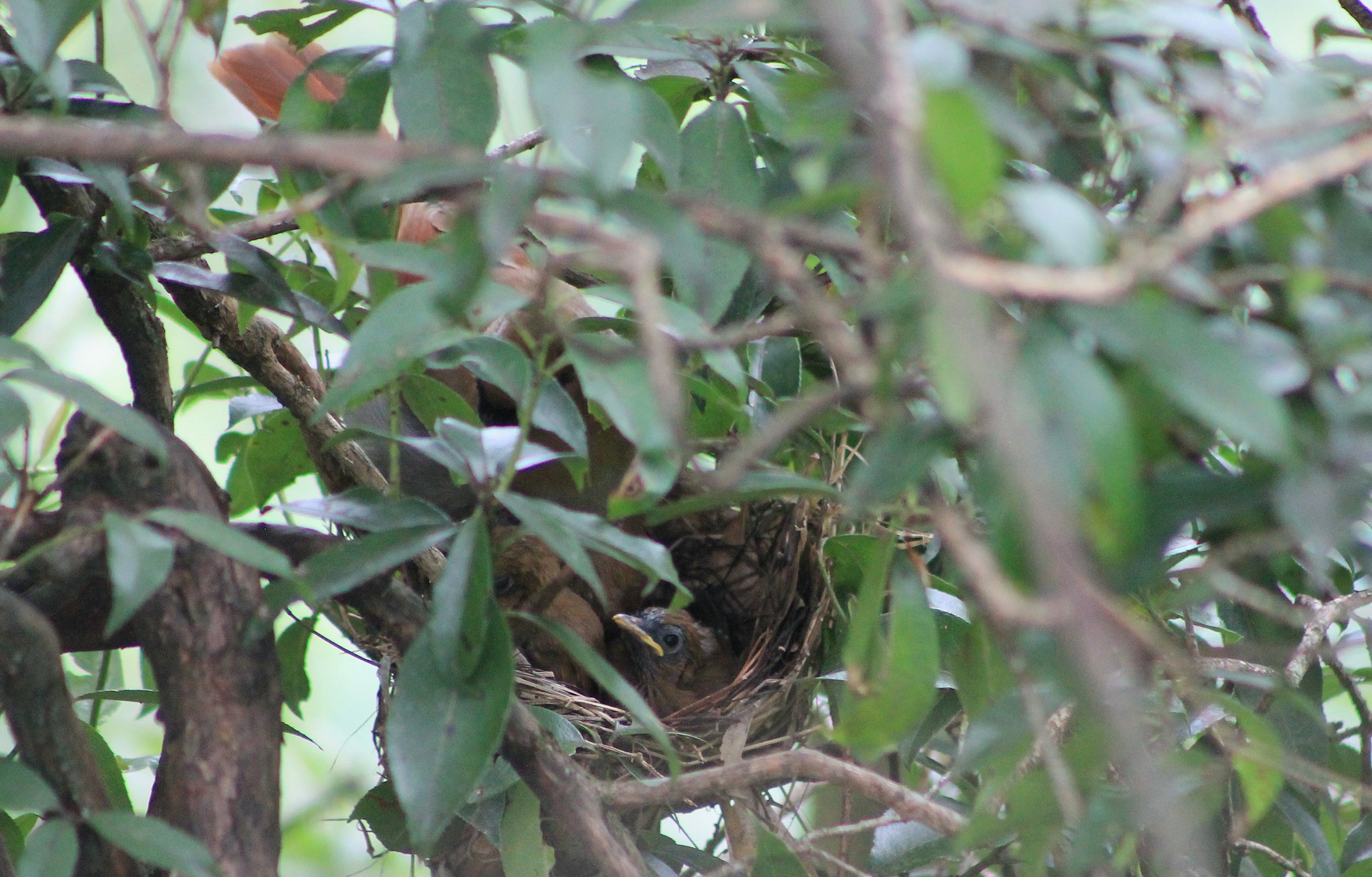 Buffy Laughing Thrush (Pterorhinus berthemyi) nestlings