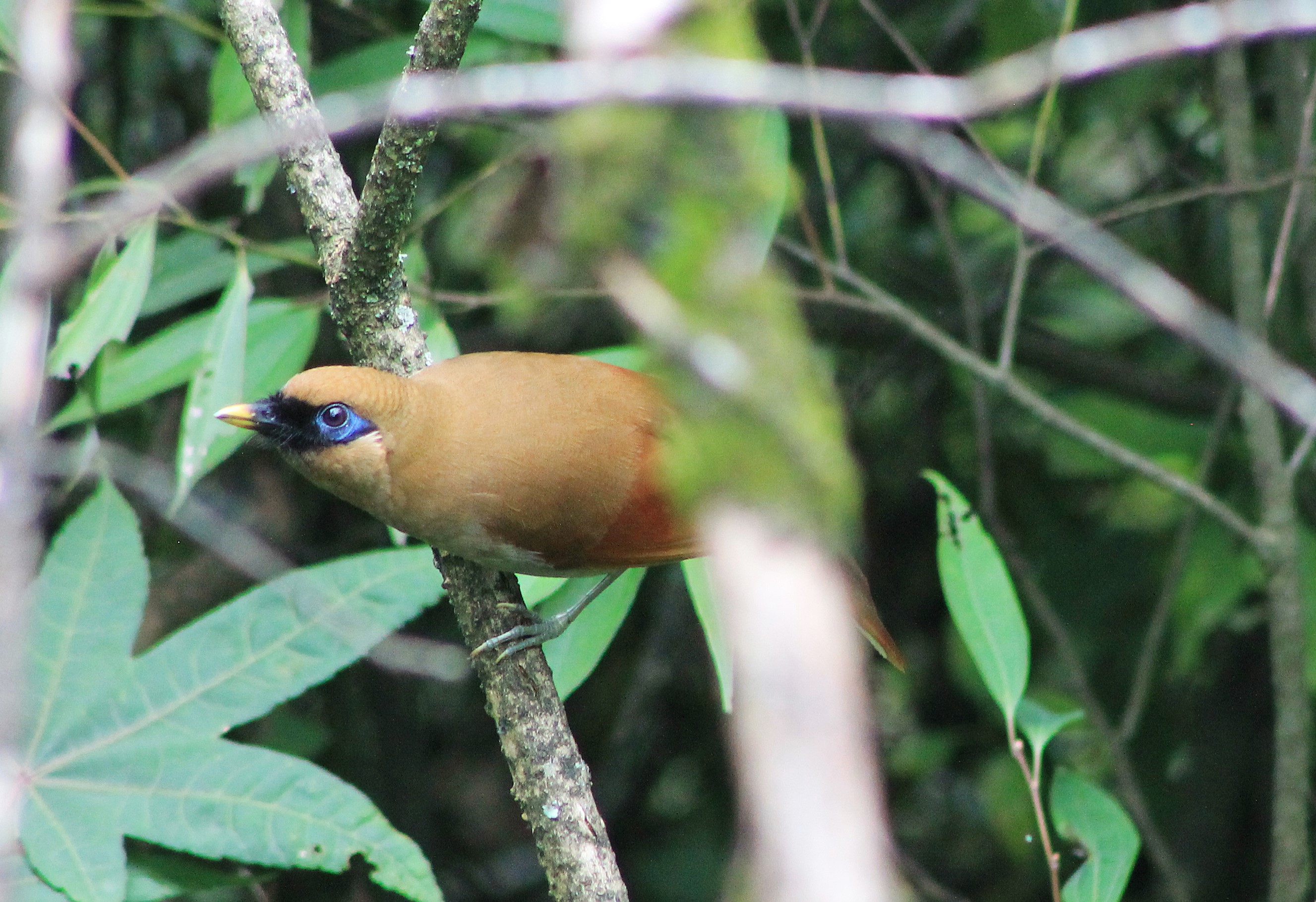 Buffy Laughing Thrush (Pterorhinus berthemyi)