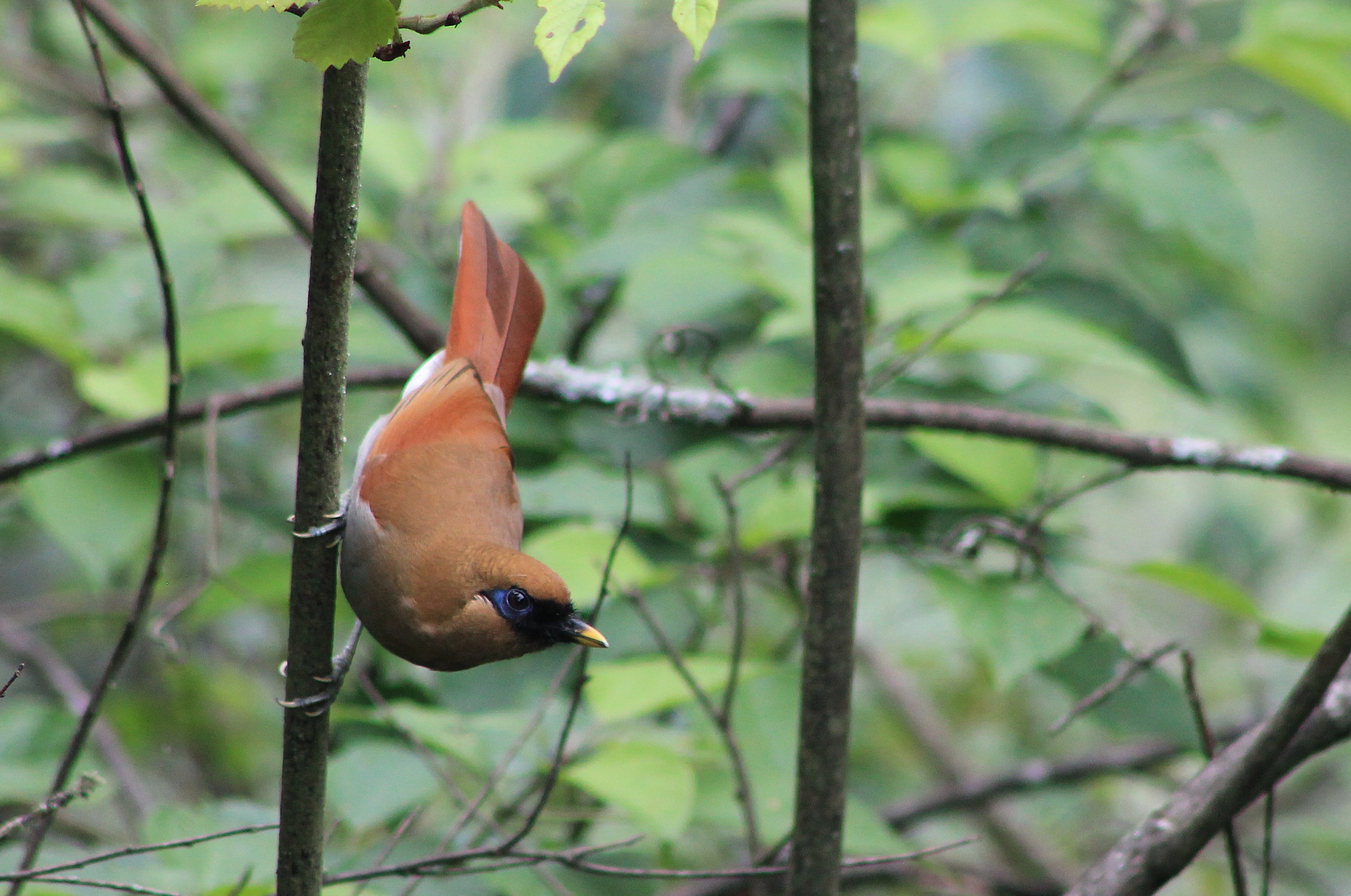Buffy Laughing Thrush (Pterorhinus berthemyi)