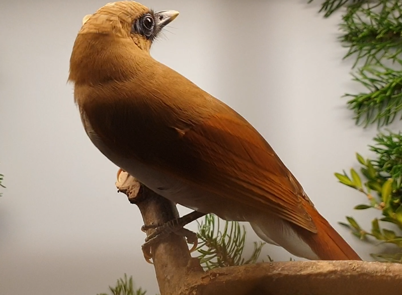Buffy laughing thrush