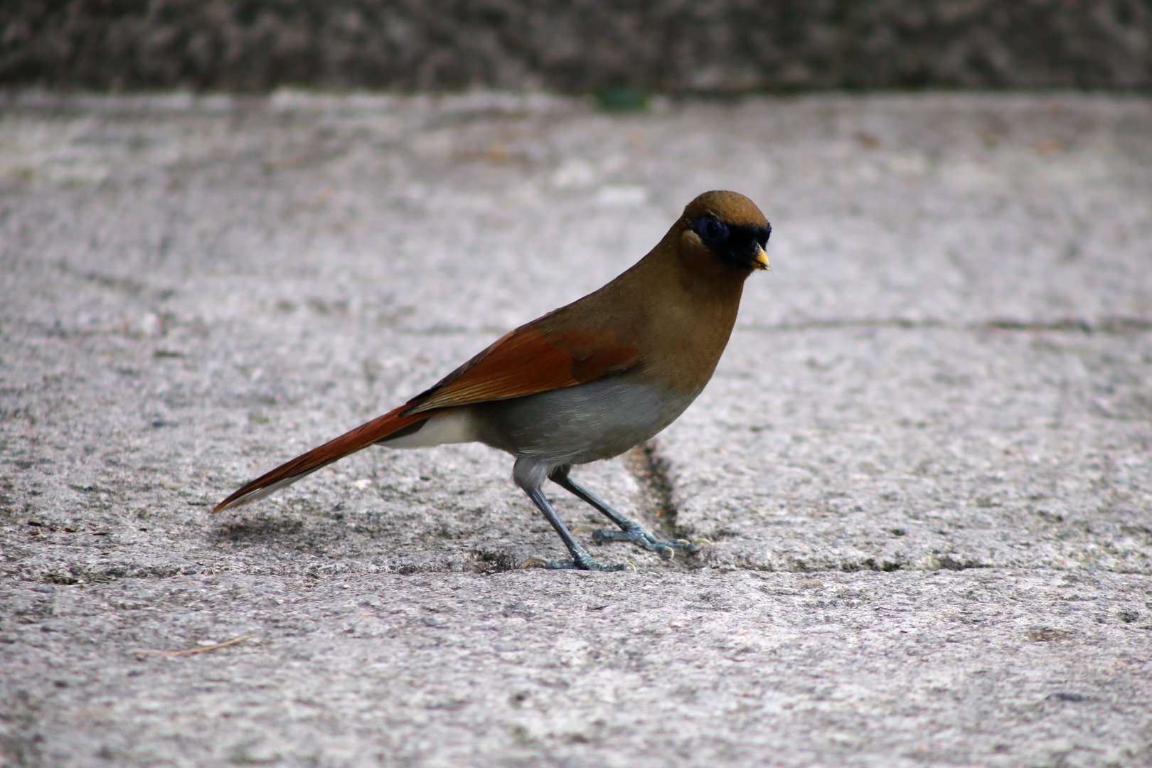 Buffy Laughingthrush (Garrulax berthemyi)