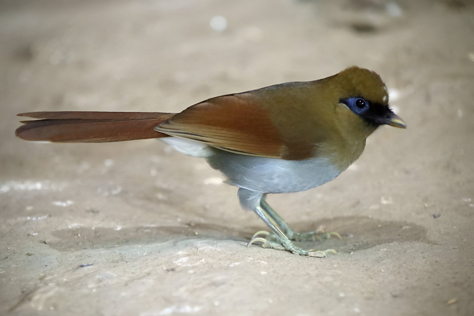 Buffy Laughingthrush (Garrulax berthemyi)