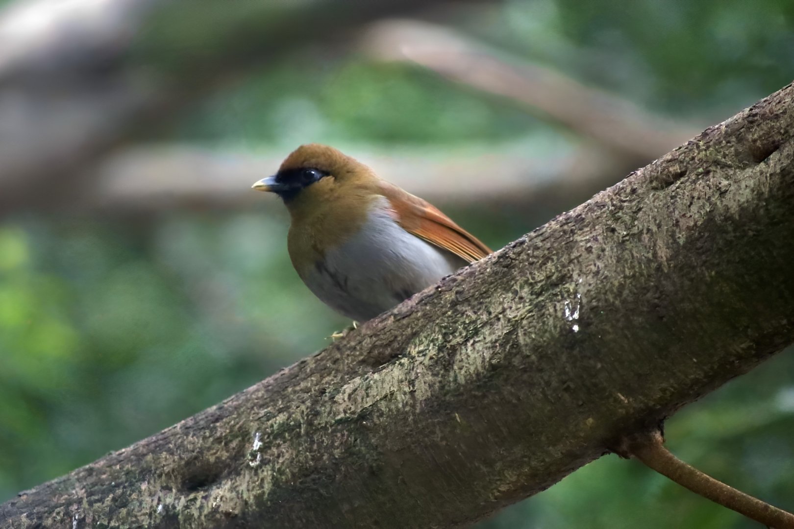 Buffy Laughingthrush (Pterorhinus berthemyi)