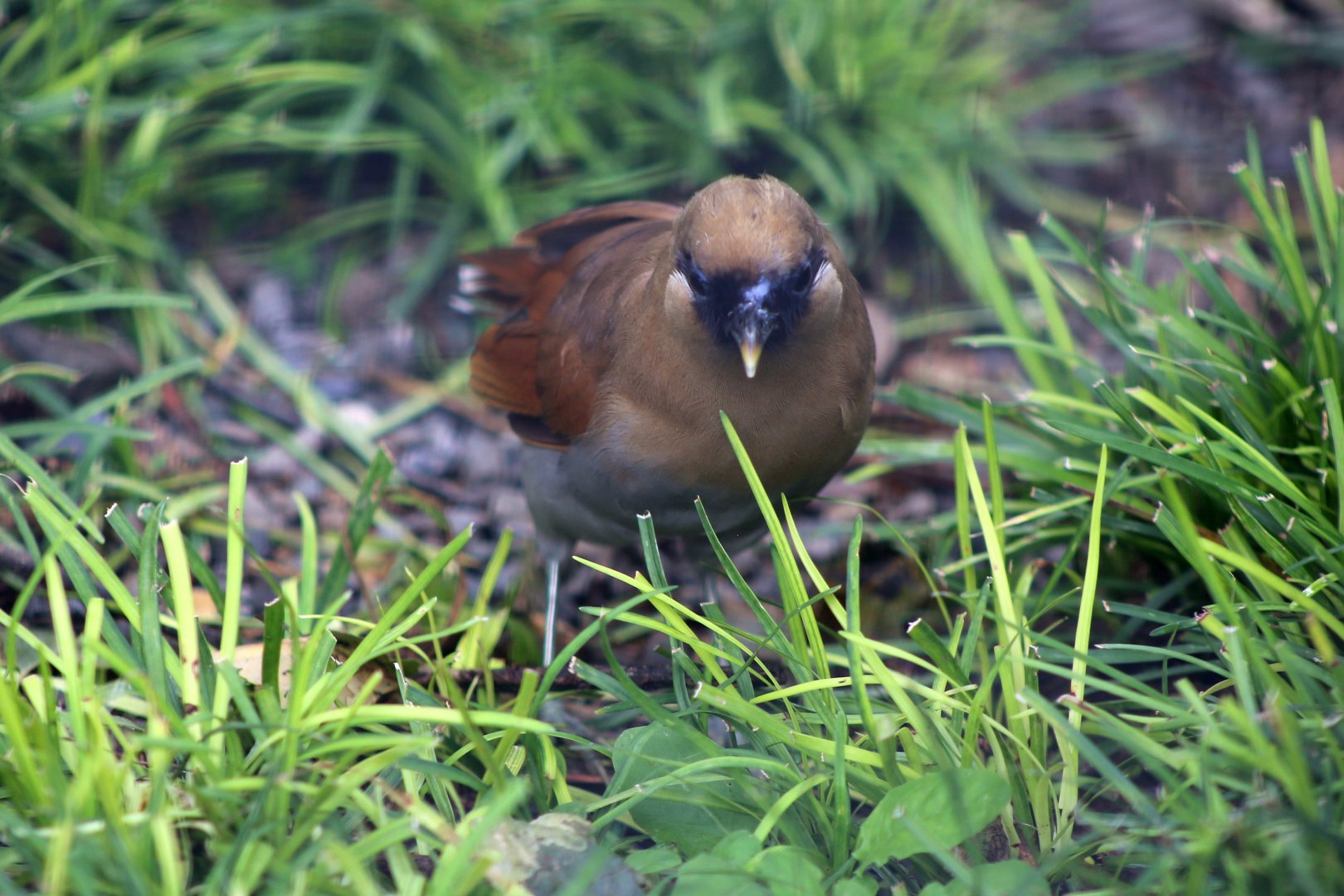 Buffy Laughingthrush (Pterorhinus berthemyi)