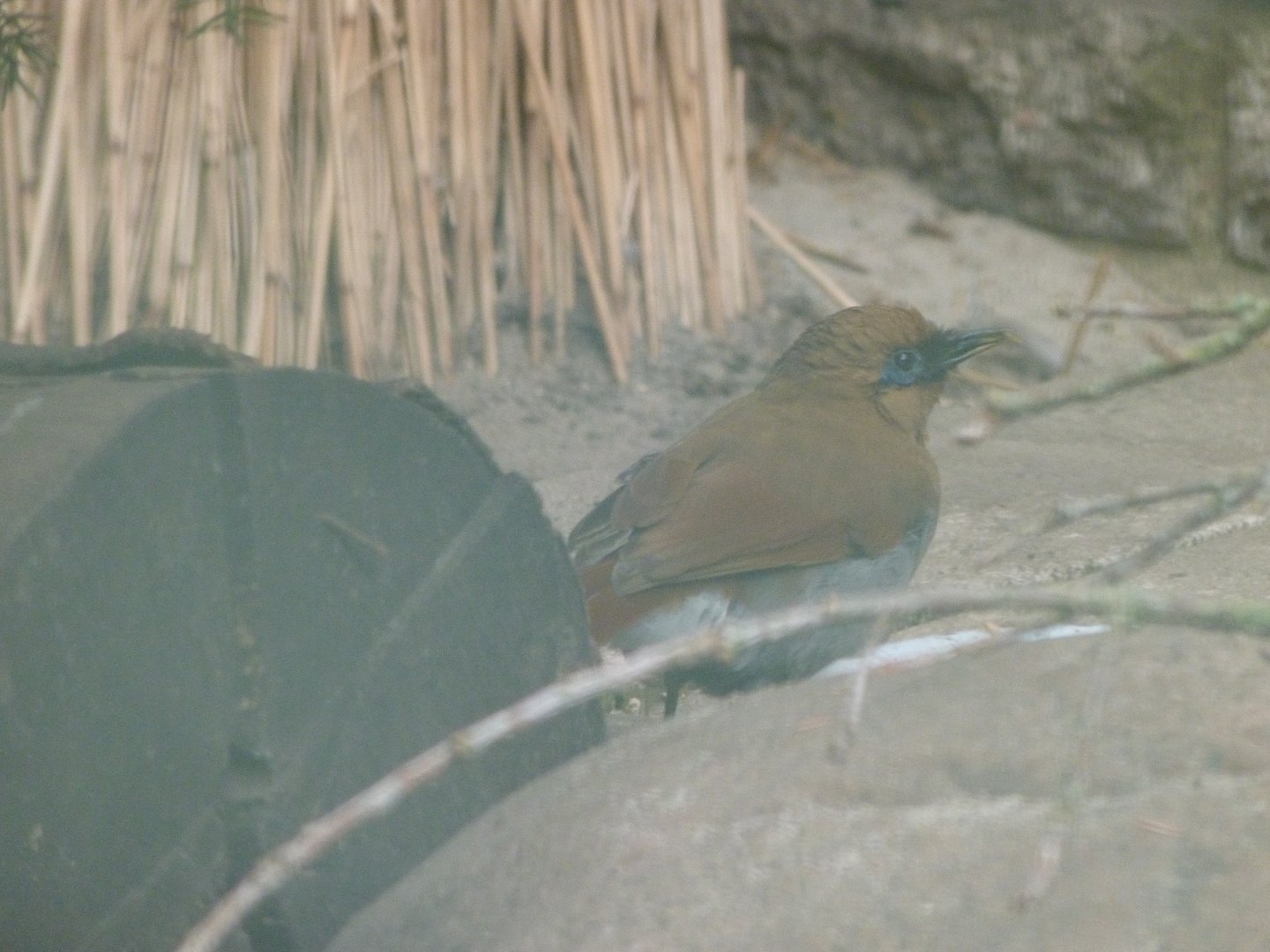 Buffy laughingthrush -Tierpark Berlin (2024)
