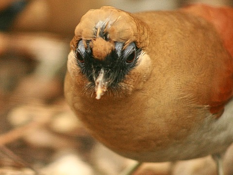 Buffy Laughingthrush