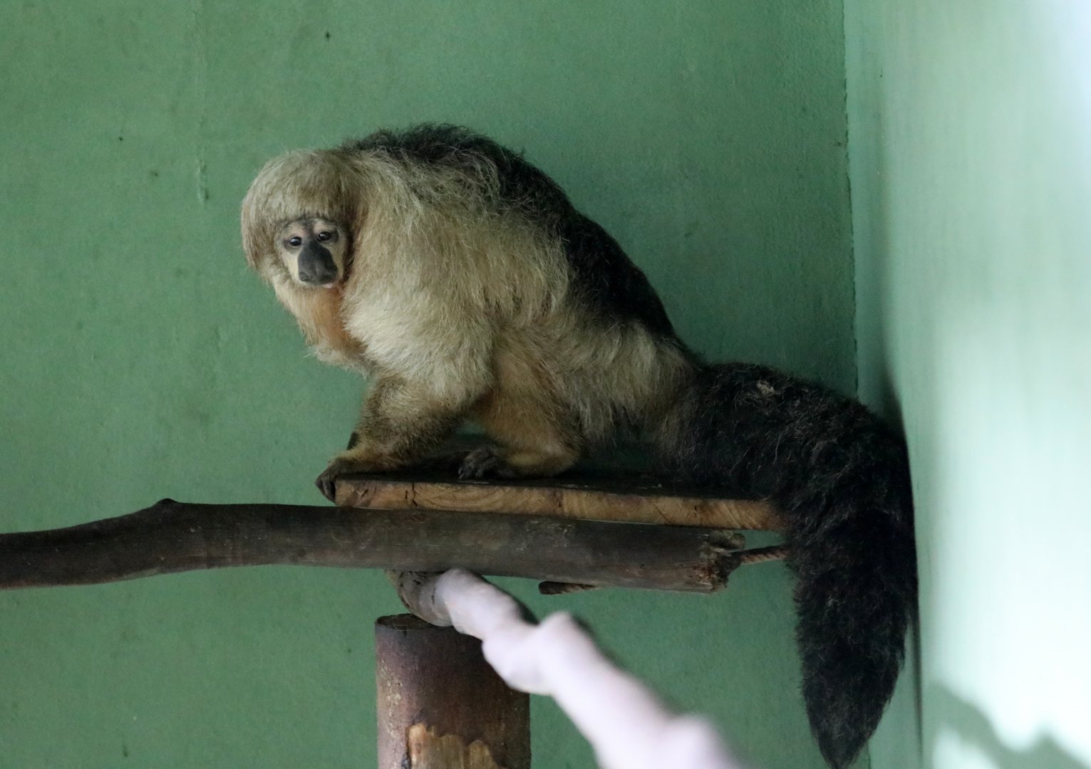 buffy saki or white saki (Pithecia albicans)