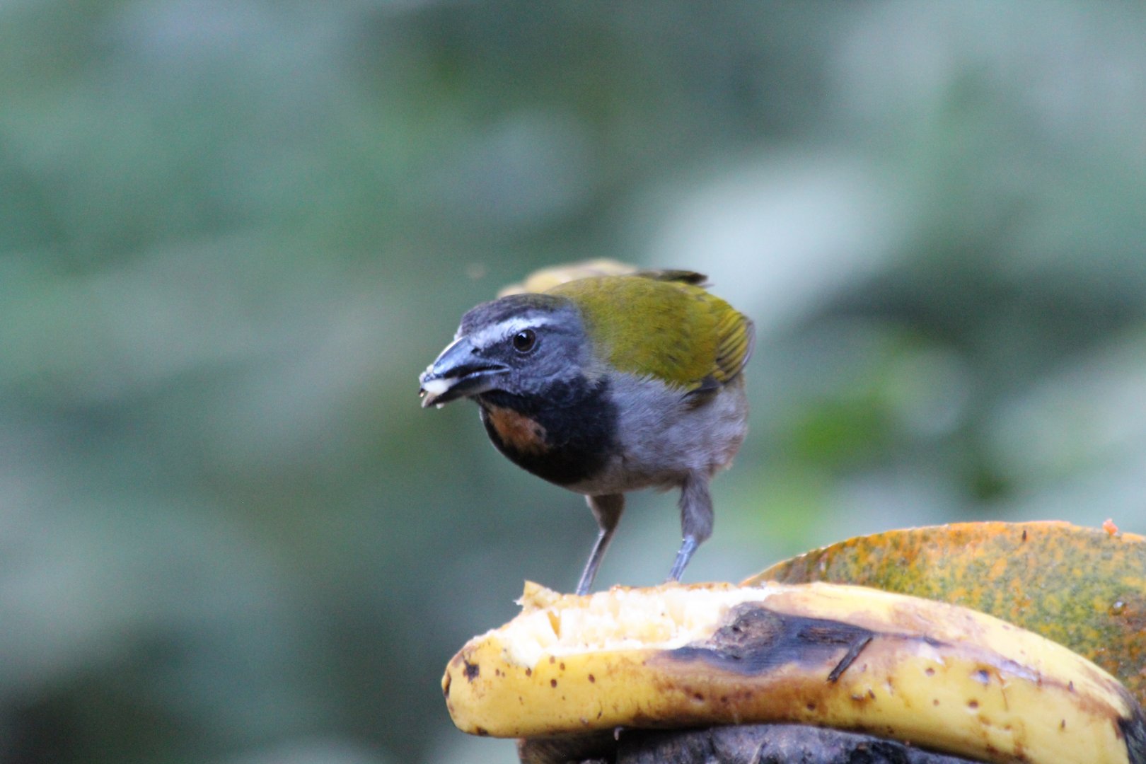 Buffy-throated Saltator - Mar 2019