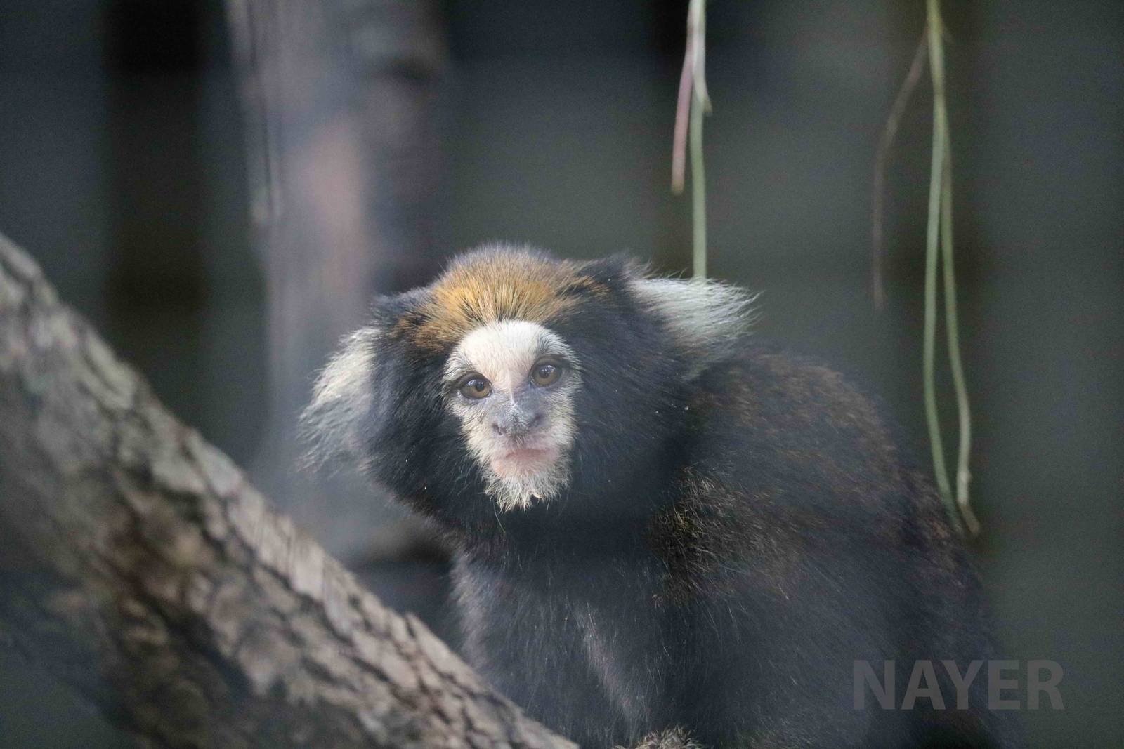 Buffy-tufted marmoset, April 2016