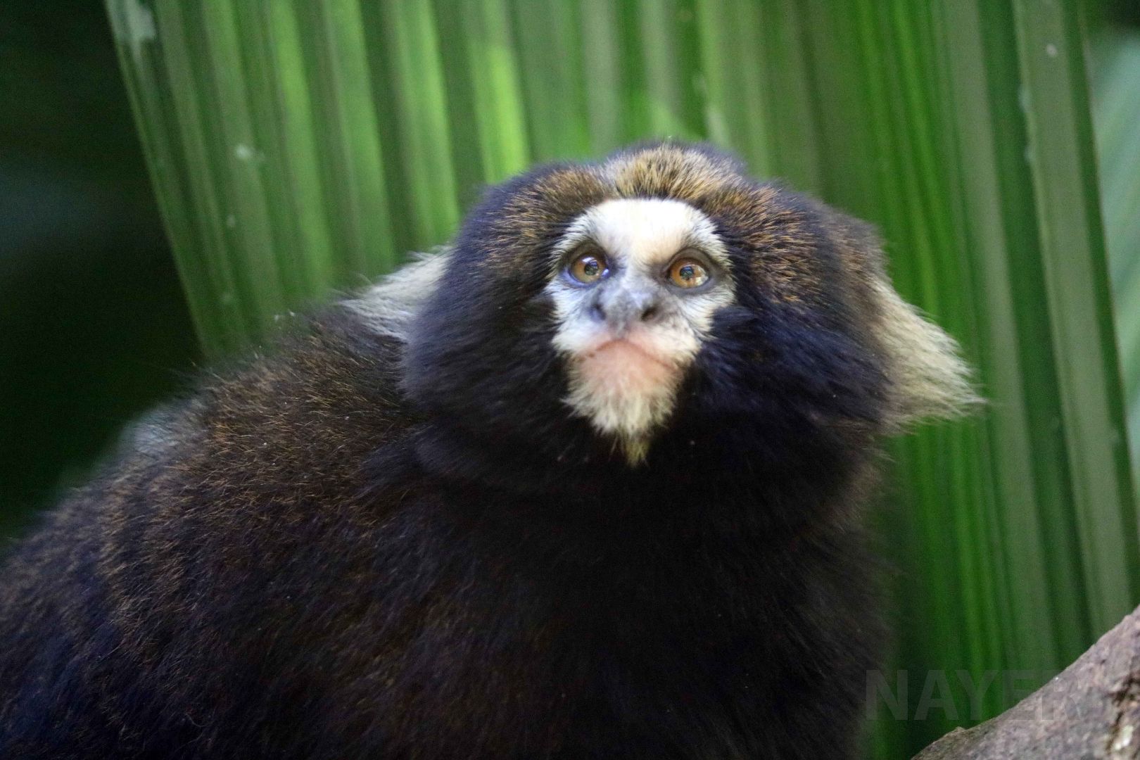 Buffy-tufted marmoset, April 2016