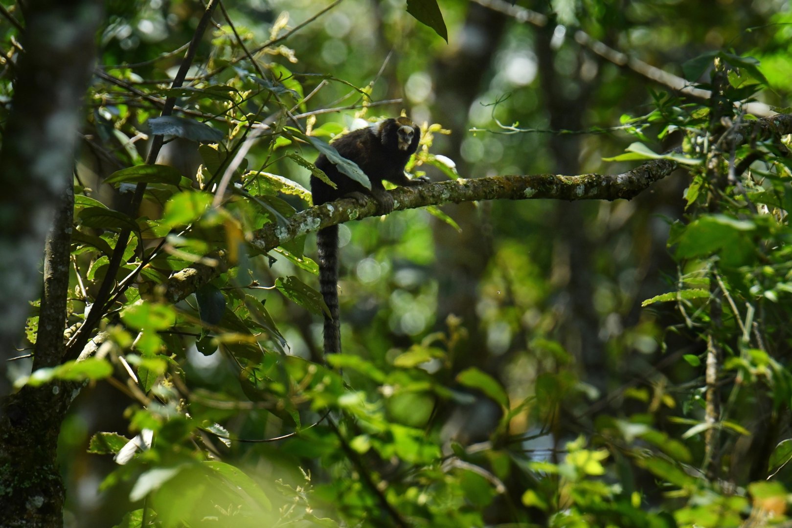 Buffy-tufted marmoset (Callithrix aurita)
