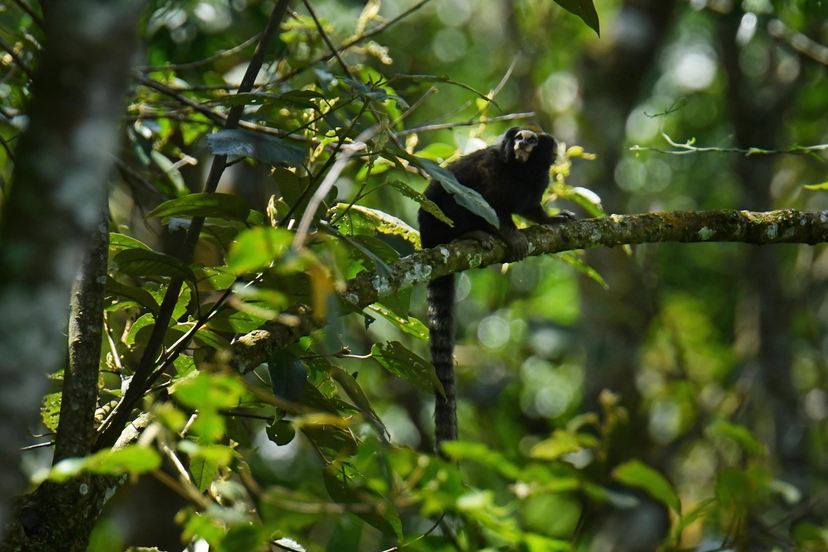 Buffy-tufted marmoset (Callithrix aurita)