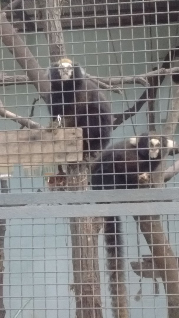 Buffy tufted marmoset