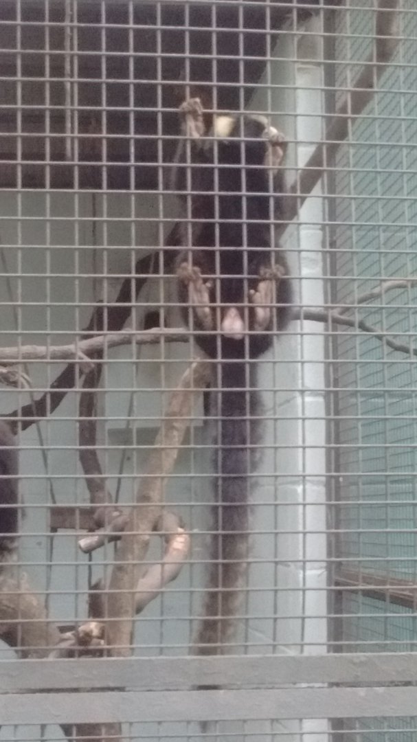 Buffy tufted marmoset