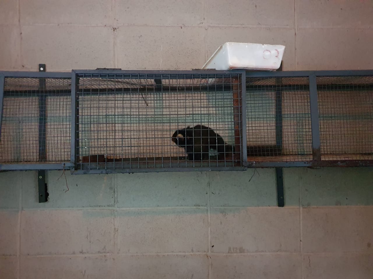 Buffy tufted marmoset.