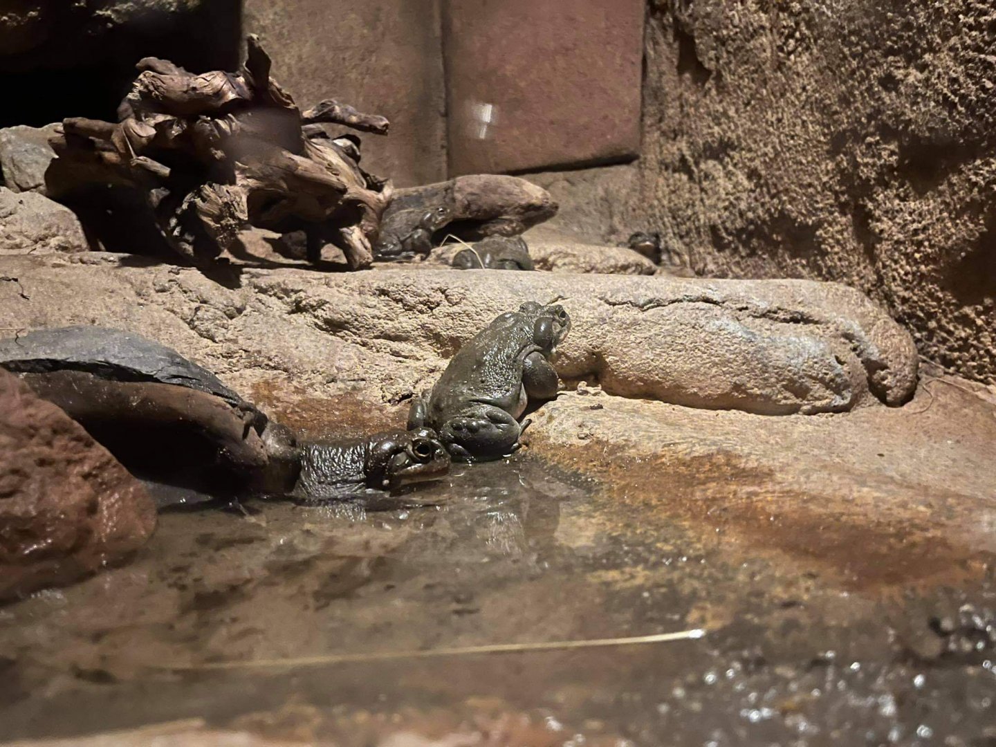 Bufo alvarius in burgers desert