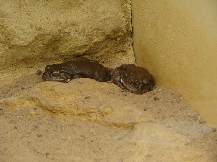 Bufo alvarius