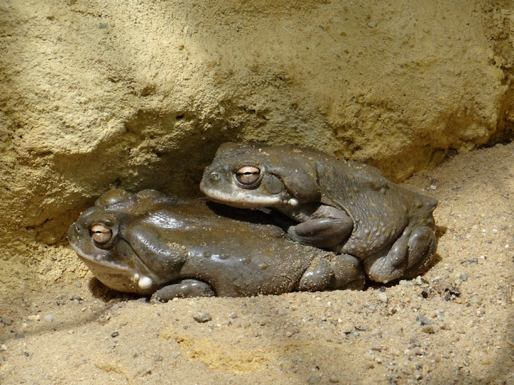 Bufo alvarius