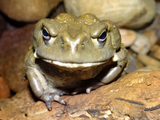 Bufo alvarius