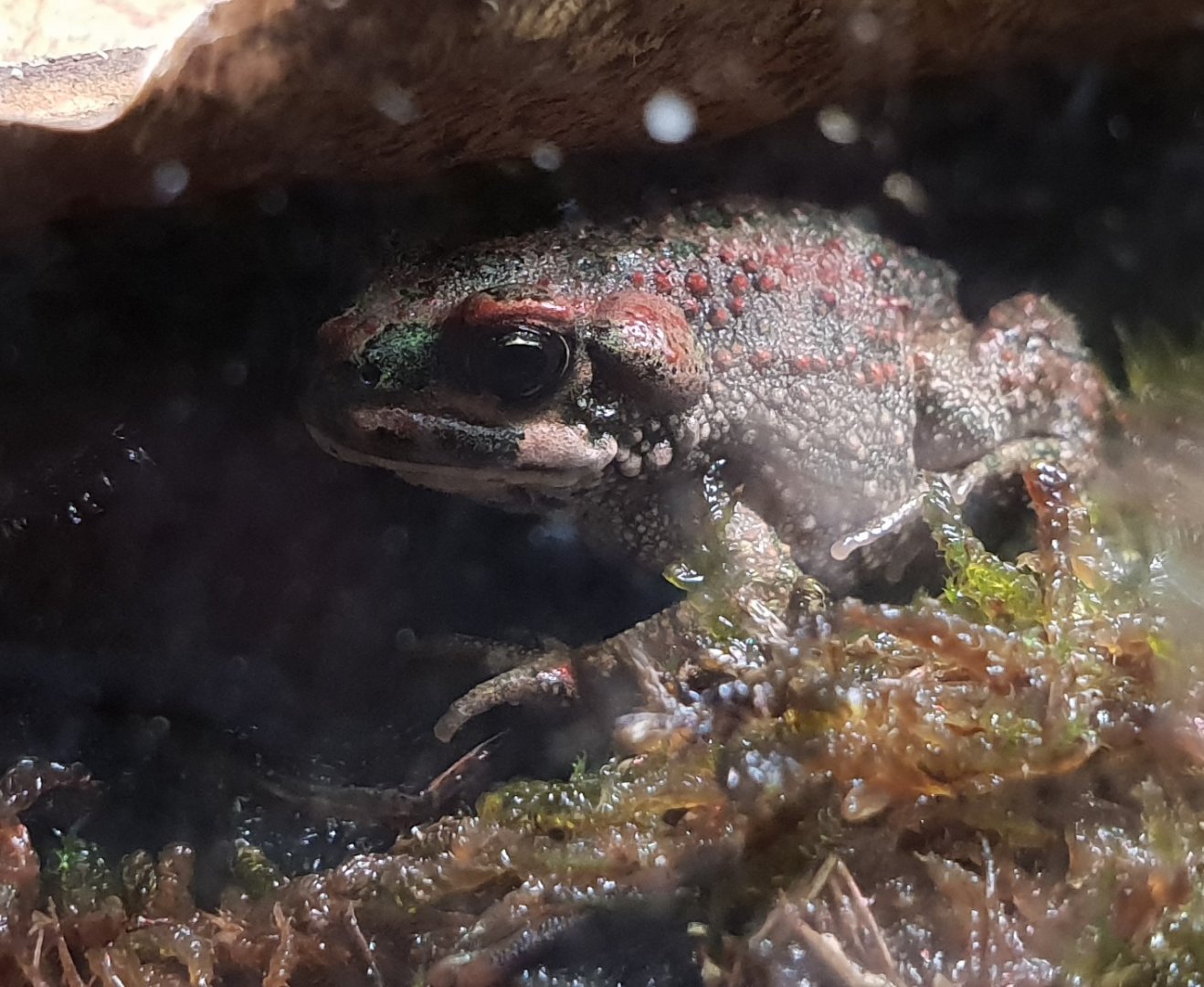 Bufo brongersmai
