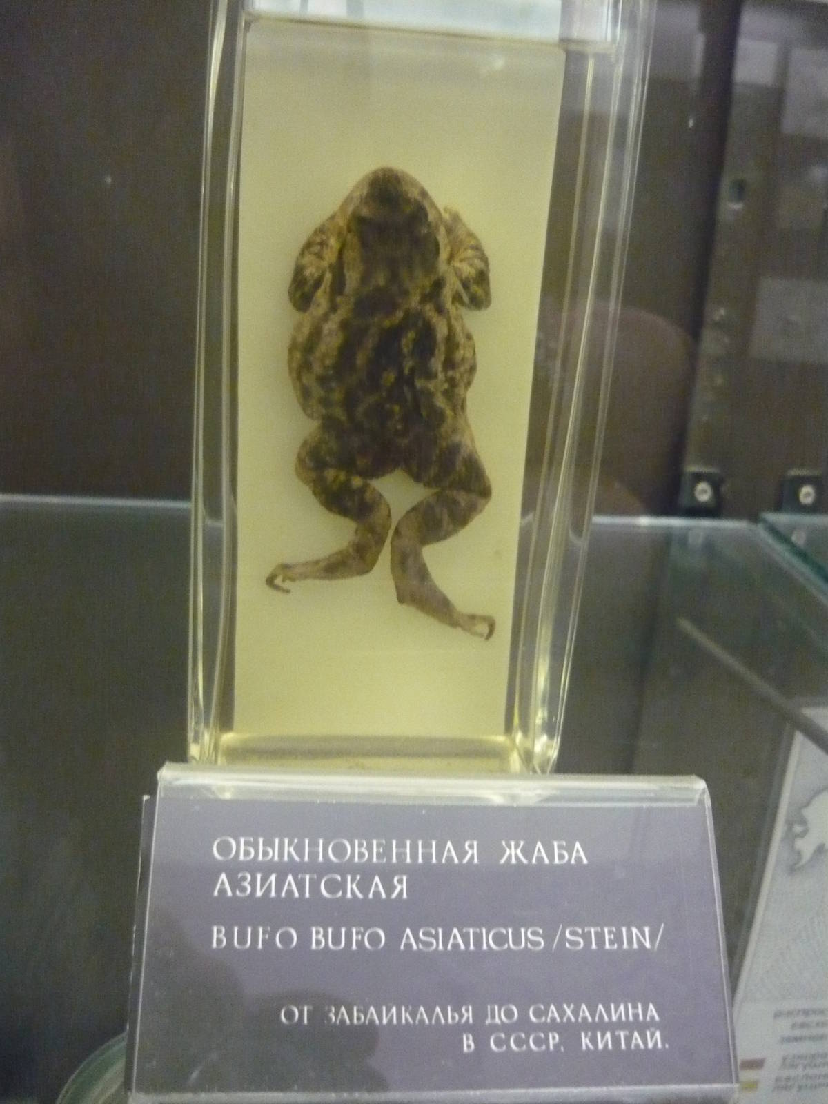 Bufo bufo asiaticus wet specimen
