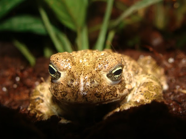 Bufo calamita