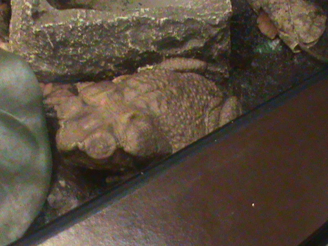 bufo guttata spotted toad 070511