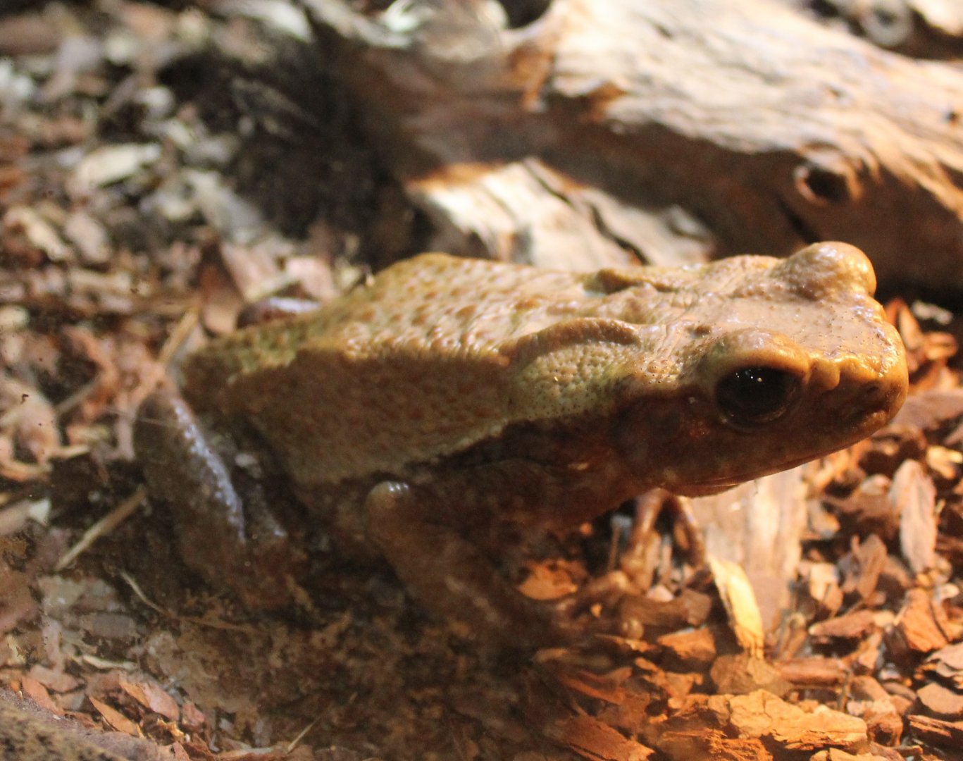 Bufo guttatus