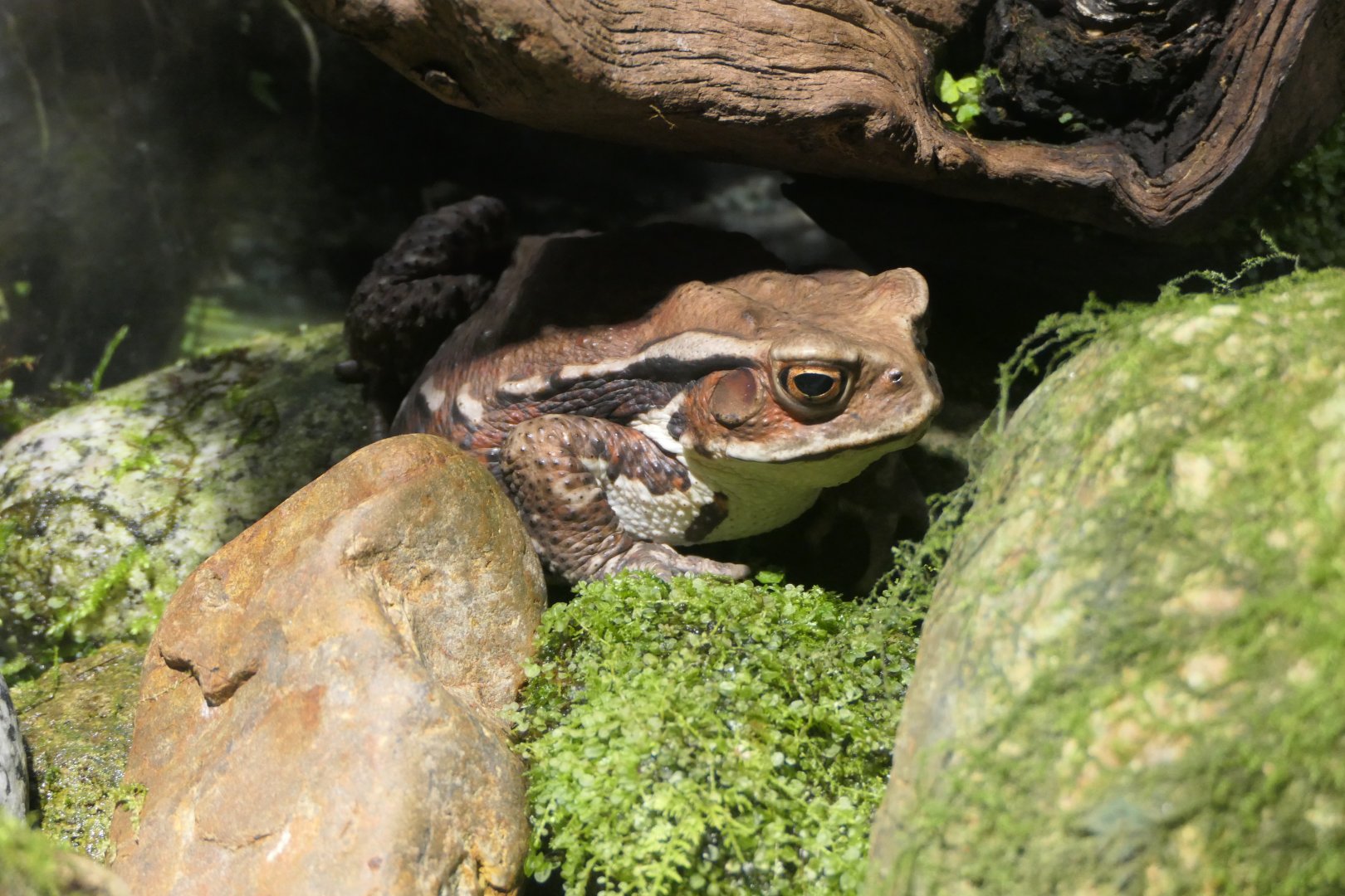 Bufo (japonicus) formosus or B. (j.) formosus X B. torrenticola? - Uozu Aquarium