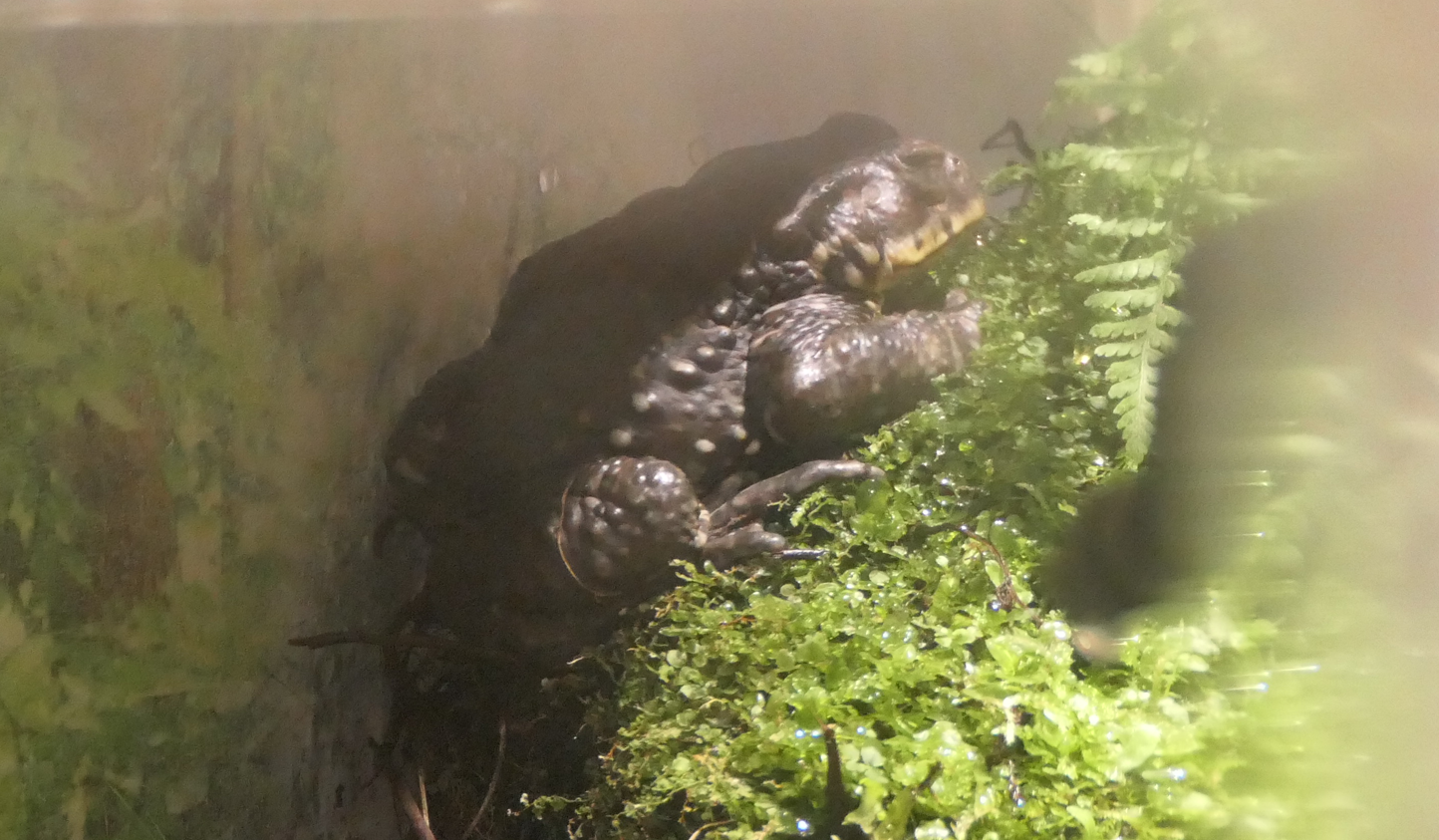 Bufo (japonicus) formosus or B. (j.) formosus X B. torrenticola? - Uozu Aquarium