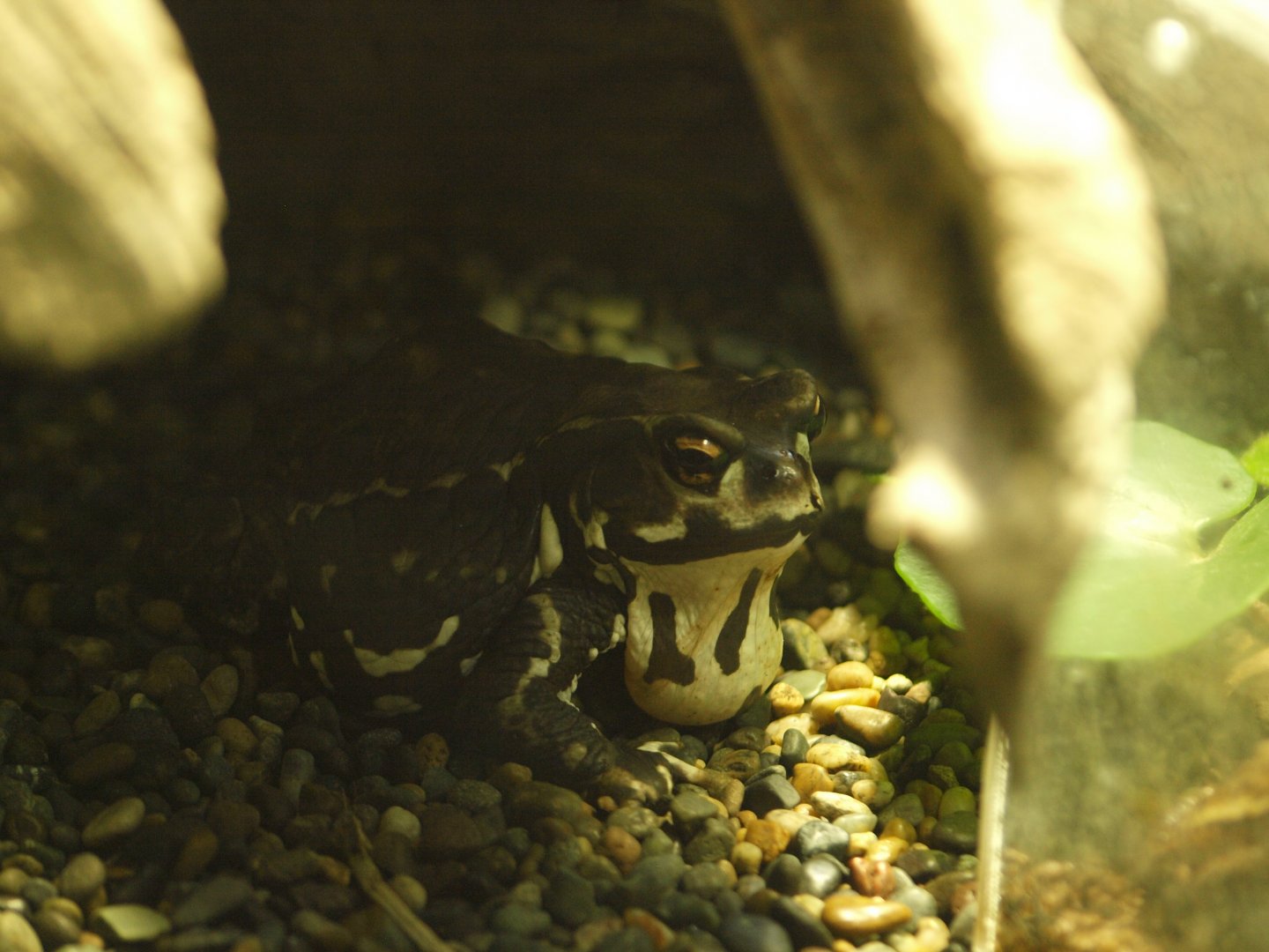 Bufo japonicus formosus
