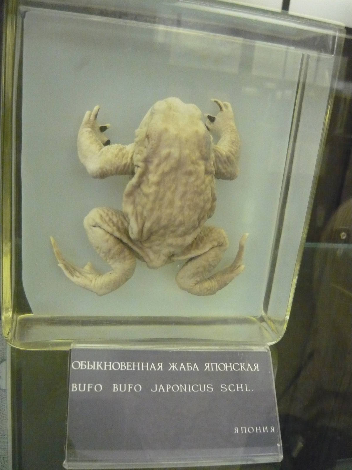 Bufo japonicus wet specimen
