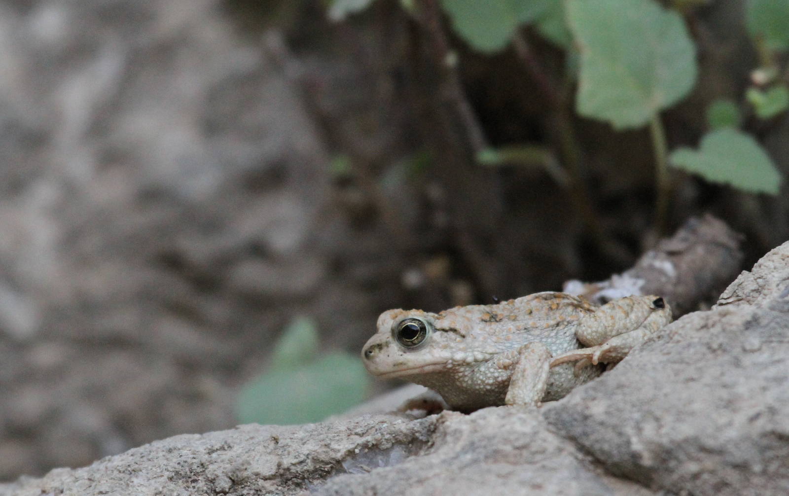 Bufo Luristanicus  (Lorestanian Toad)