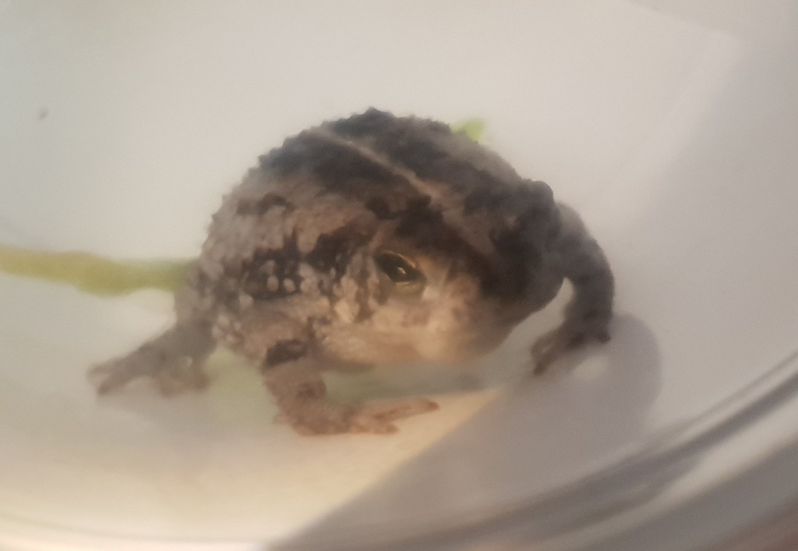 Bufo quercicus