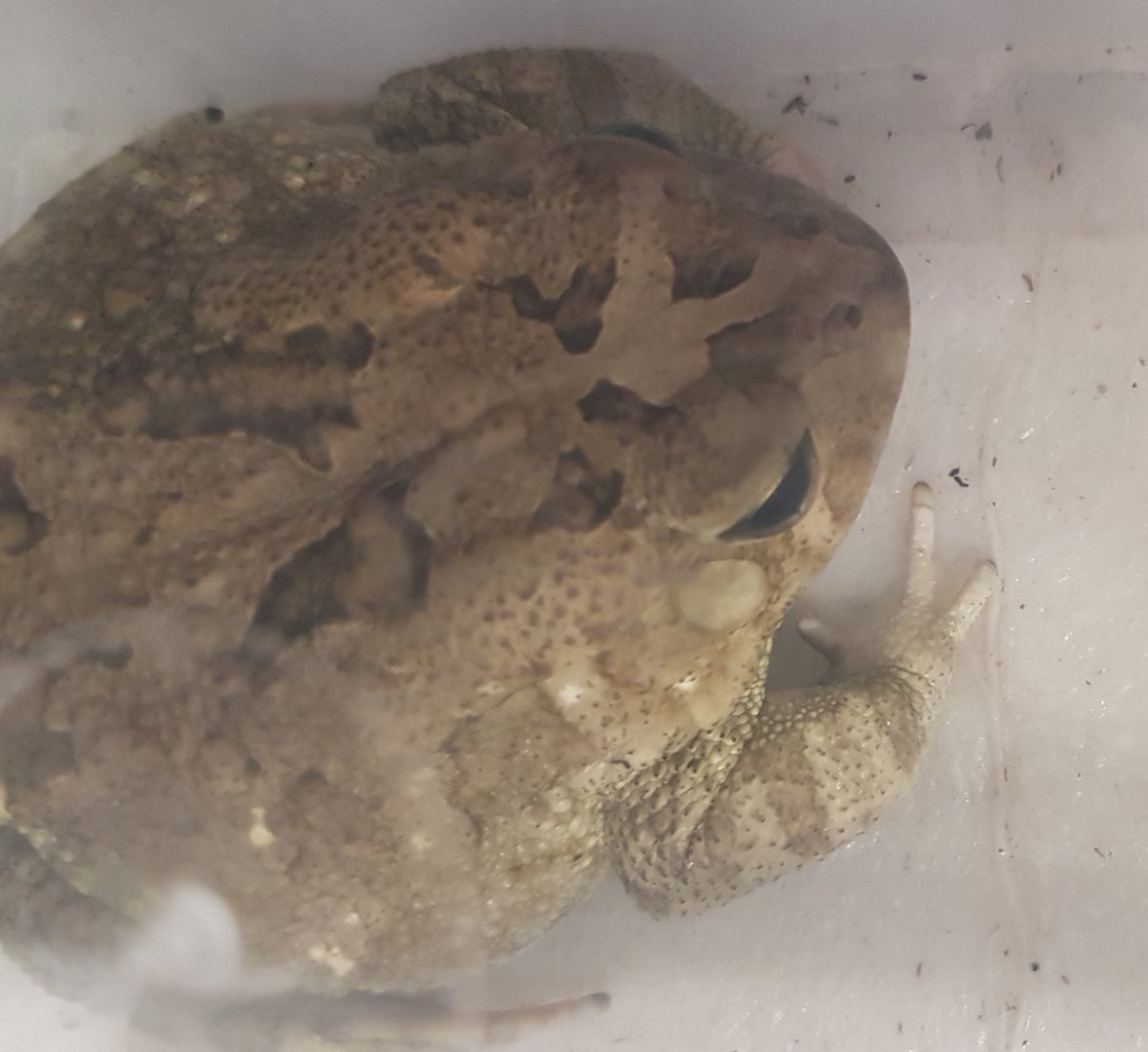 Bufo regularis
