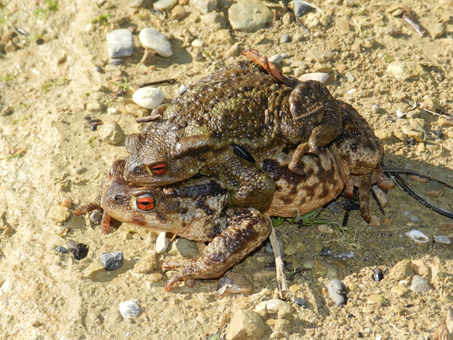 Bufo spinosus