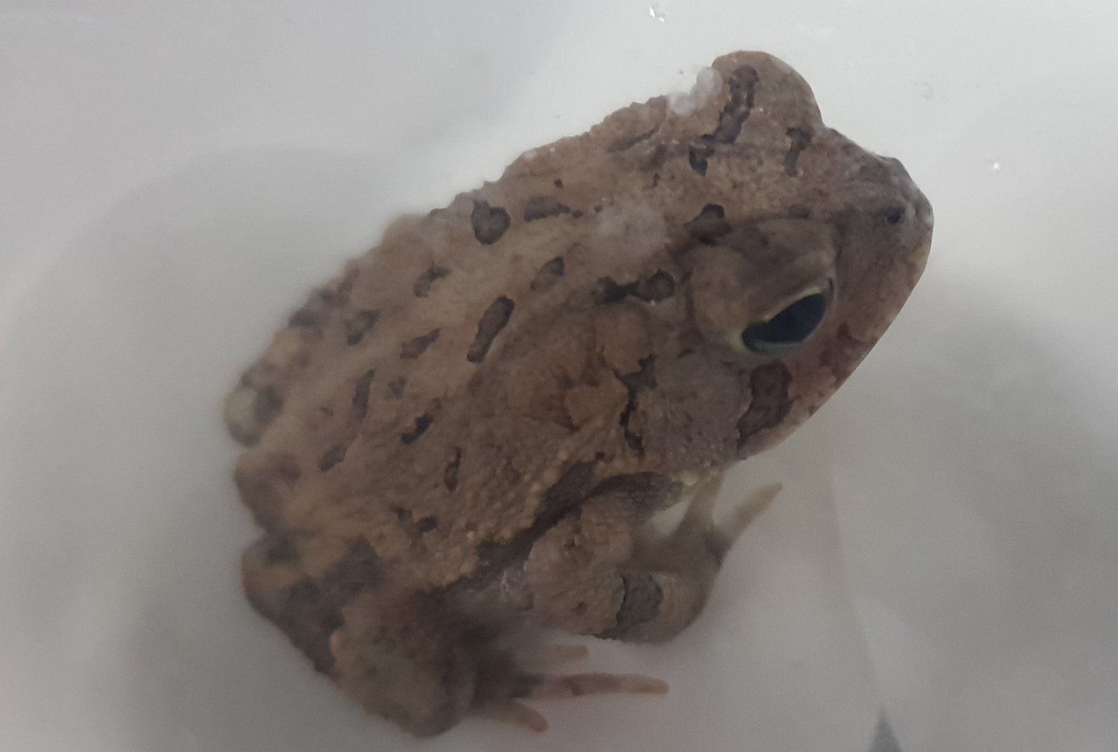 Bufo terrestris