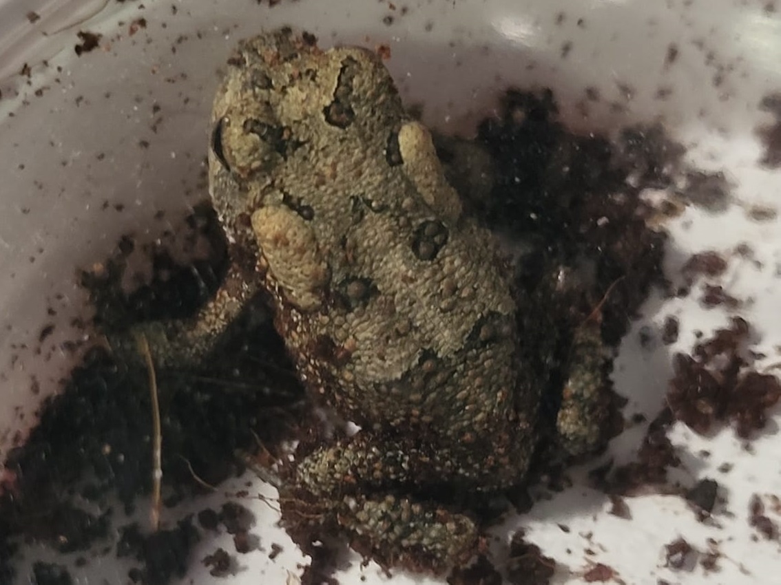 Bufo terrestris