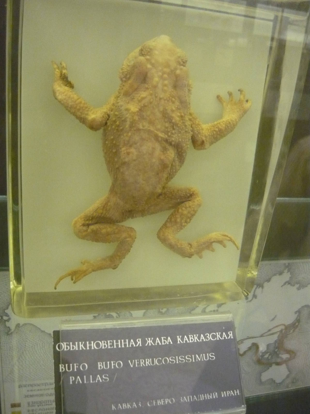 Bufo verrucosissimus wet specimen