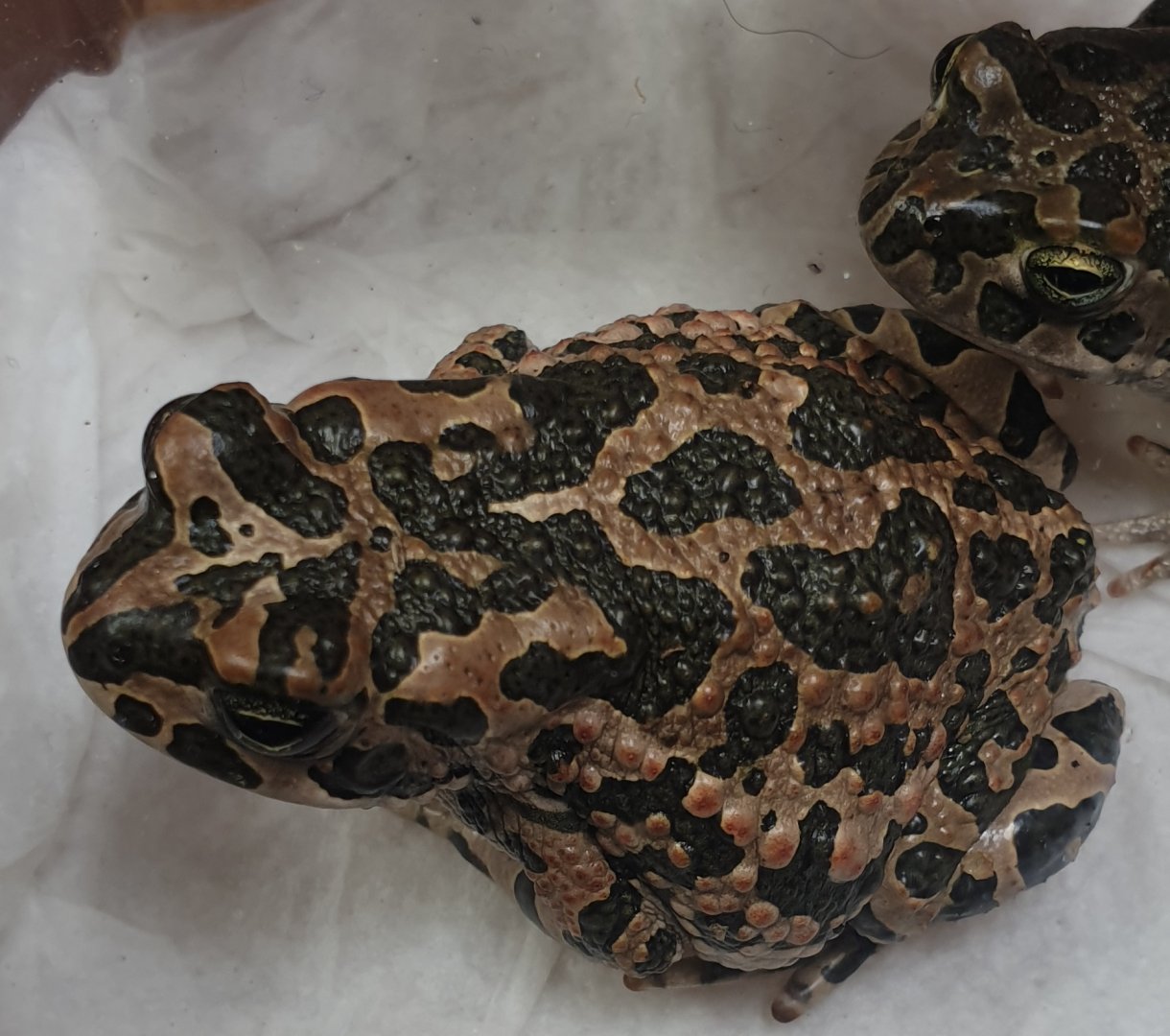Bufotes viridis