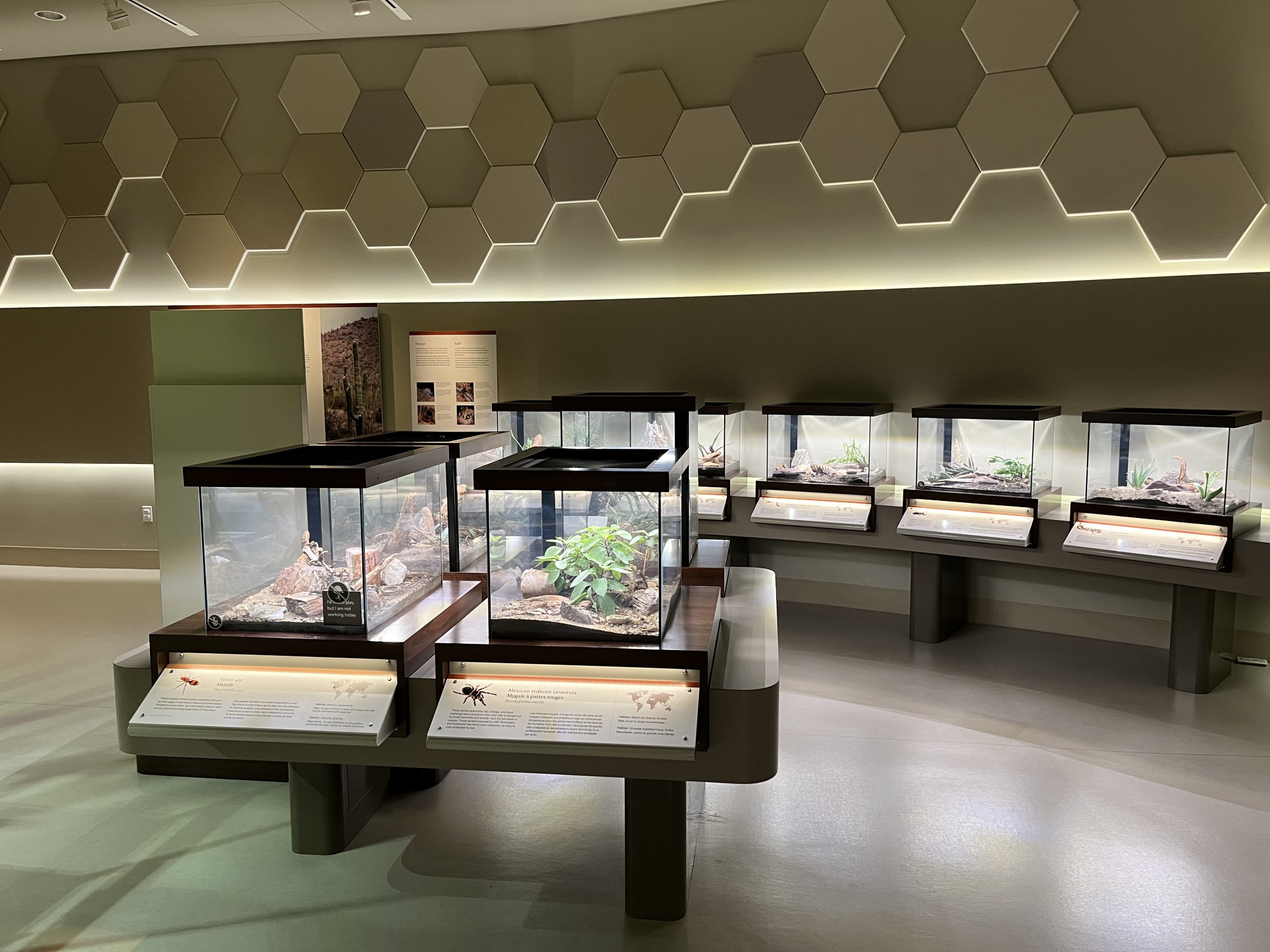 Bug Gallery - 40 exhibits