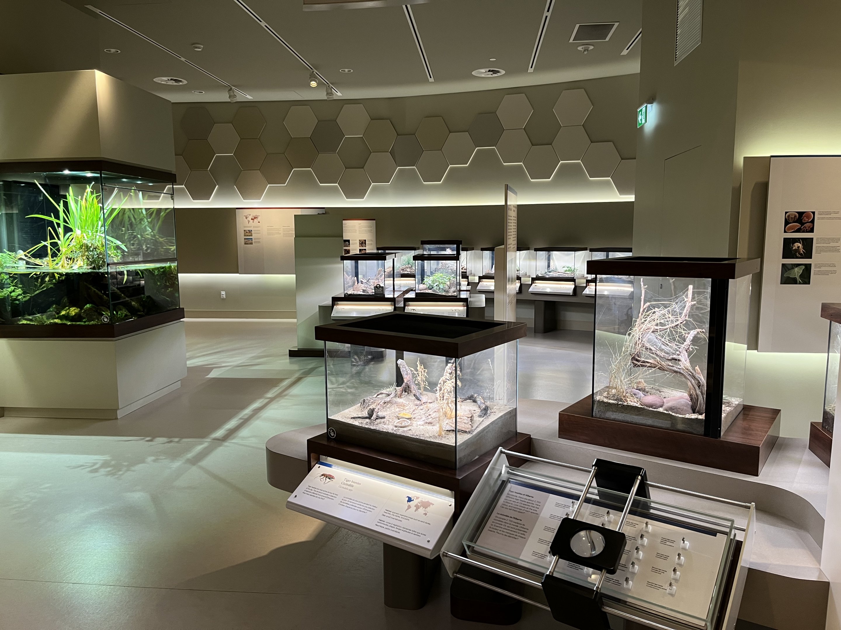 Bug Gallery - 40 exhibits