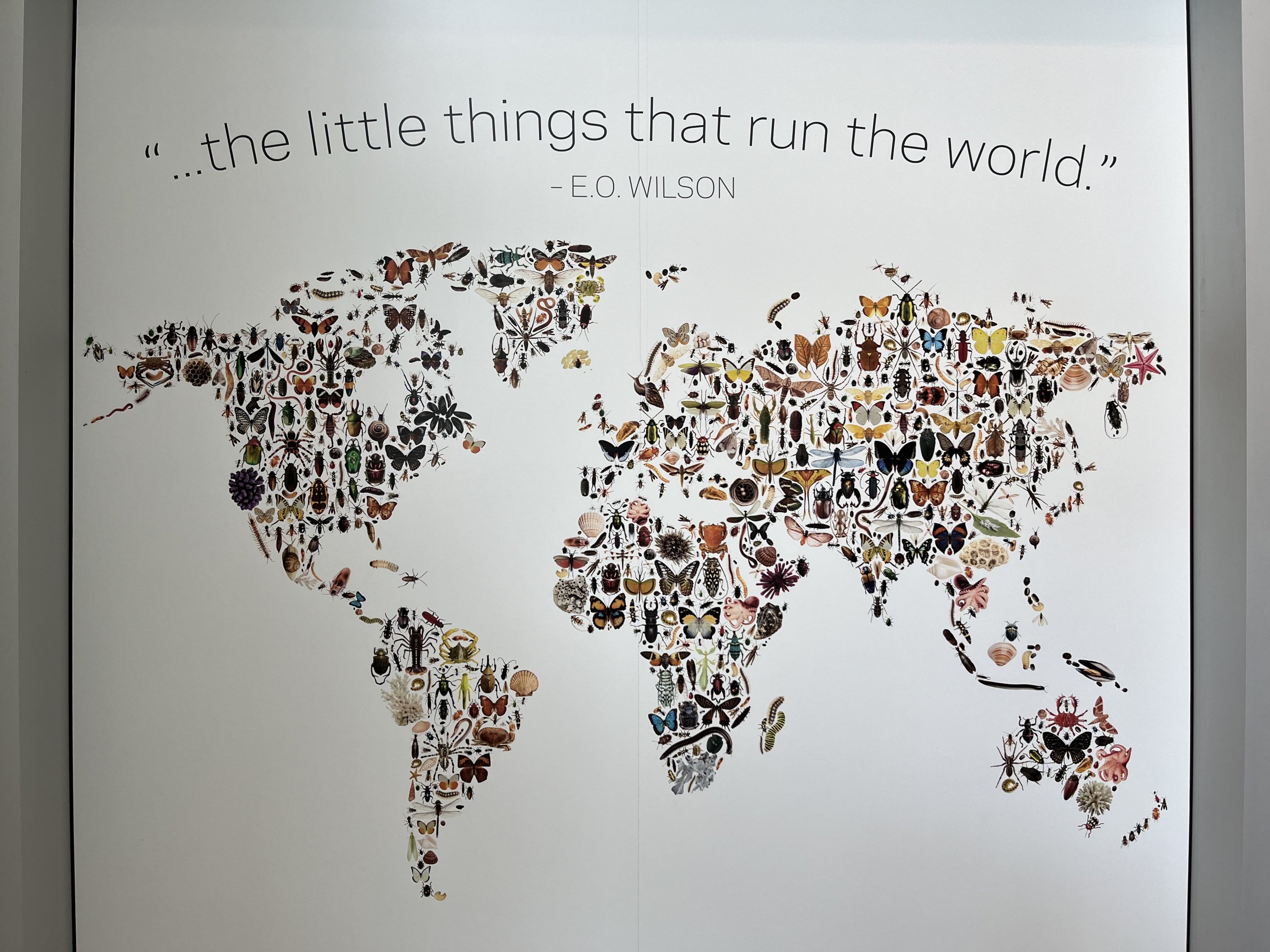 Bug Gallery - Colourful Entrance Sign